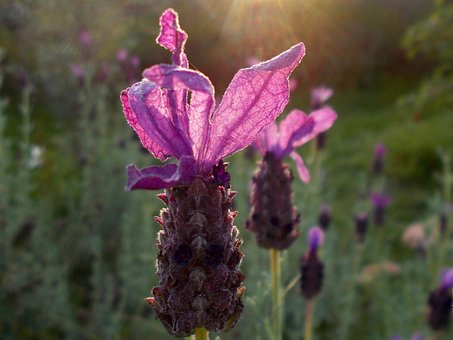Free Lavender Nature photo and picture