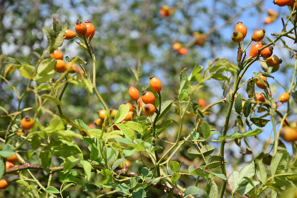 Églantier Des Fruits Arbre Haw - Photo gratuite sur Pixabay - Pixabay