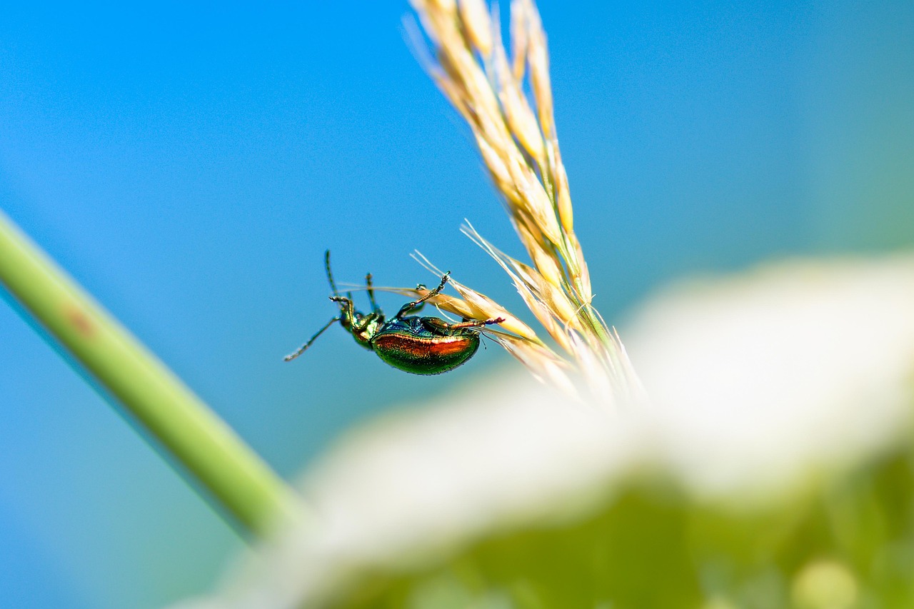 Rose Beetle - free online jigsaw puzzle photo