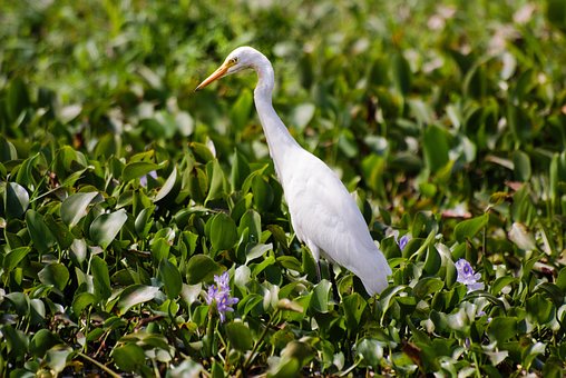 Free Egret Bird photo and picture