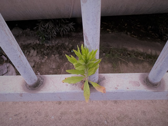 Free Fence Plant photo and picture