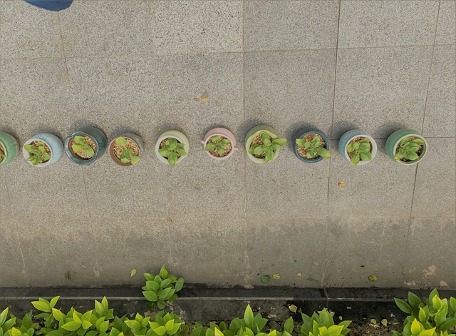 Free Plant Summer photo and picture