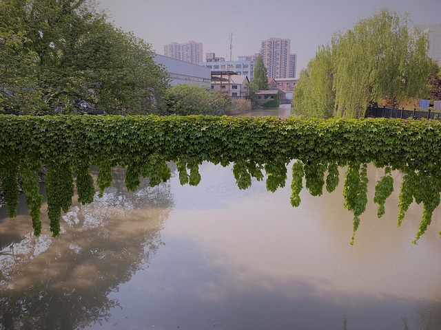 Free Pond Plant photo and picture