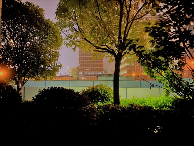 Free Tree Night photo and picture