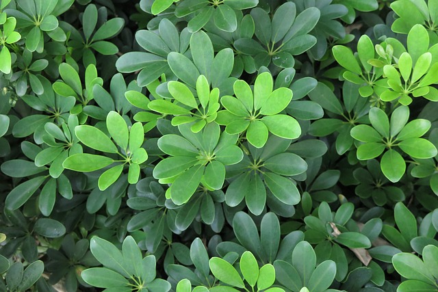 Free Leaf Green photo and picture
