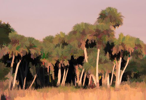 Free Trees Palm photo and picture