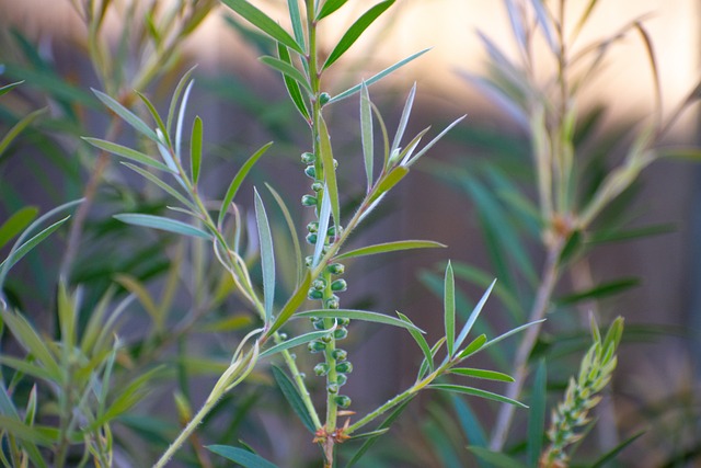 Free Bottlebrush Australian Native photo and picture