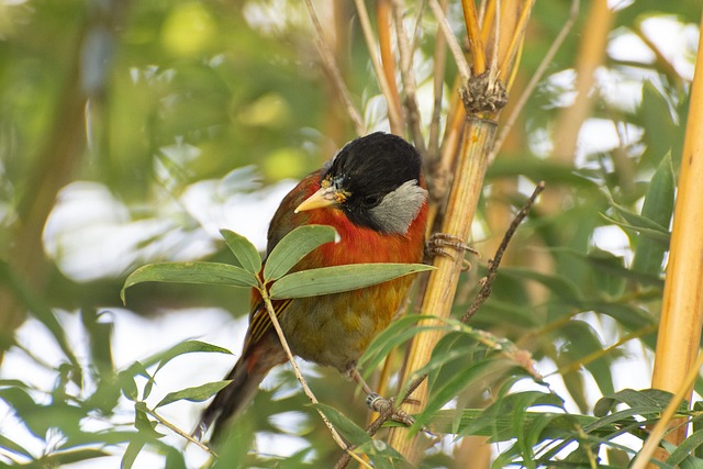 Sumatraanse Mesia, Vogel, Dier