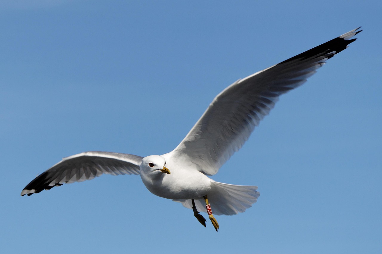 Flying Seagull Free Photo On Pixabay Flying Seagull Free Photo On Pixabay