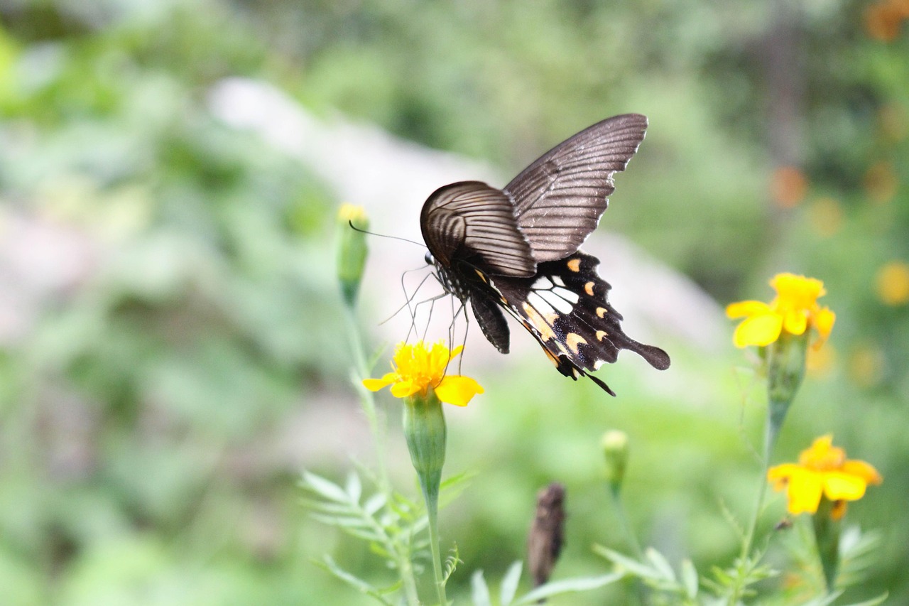 Butterfly Pollinate Pollination Free photo on Pixabay