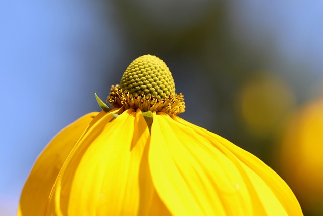 Free Coneflower Rudbeckia photo and picture