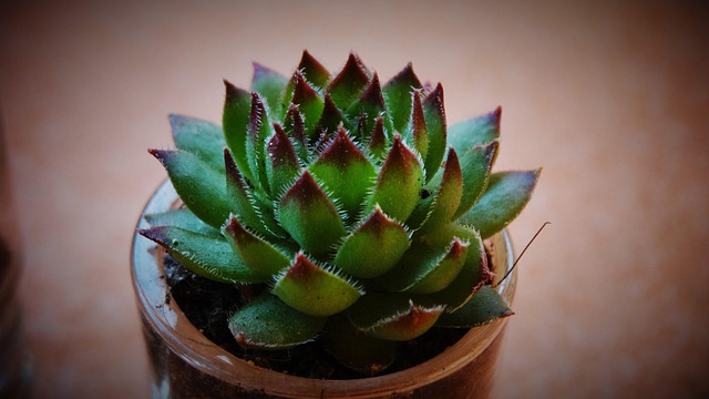 Free Succulents Nature photo and picture