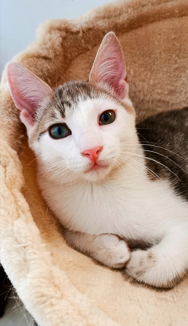 Free Cat Kitten photo and picture