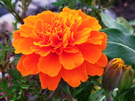 Morgenfrue, Blomst, Plante, Natur, Have
