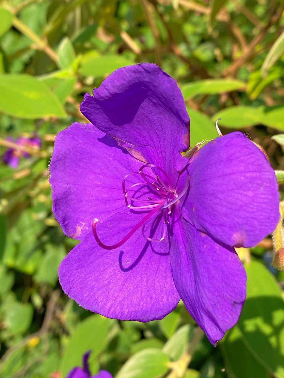 Lila Blomma Grön - Gratis foto på Pixabay - Pixabay