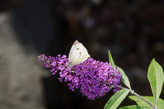 Free Flower Butterfly photo and picture