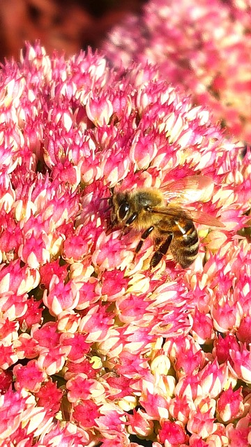 Free Honey Bee Pink Flower photo and picture