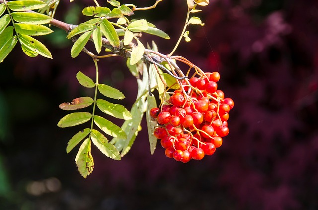 Free Rowan Berries Red photo and picture