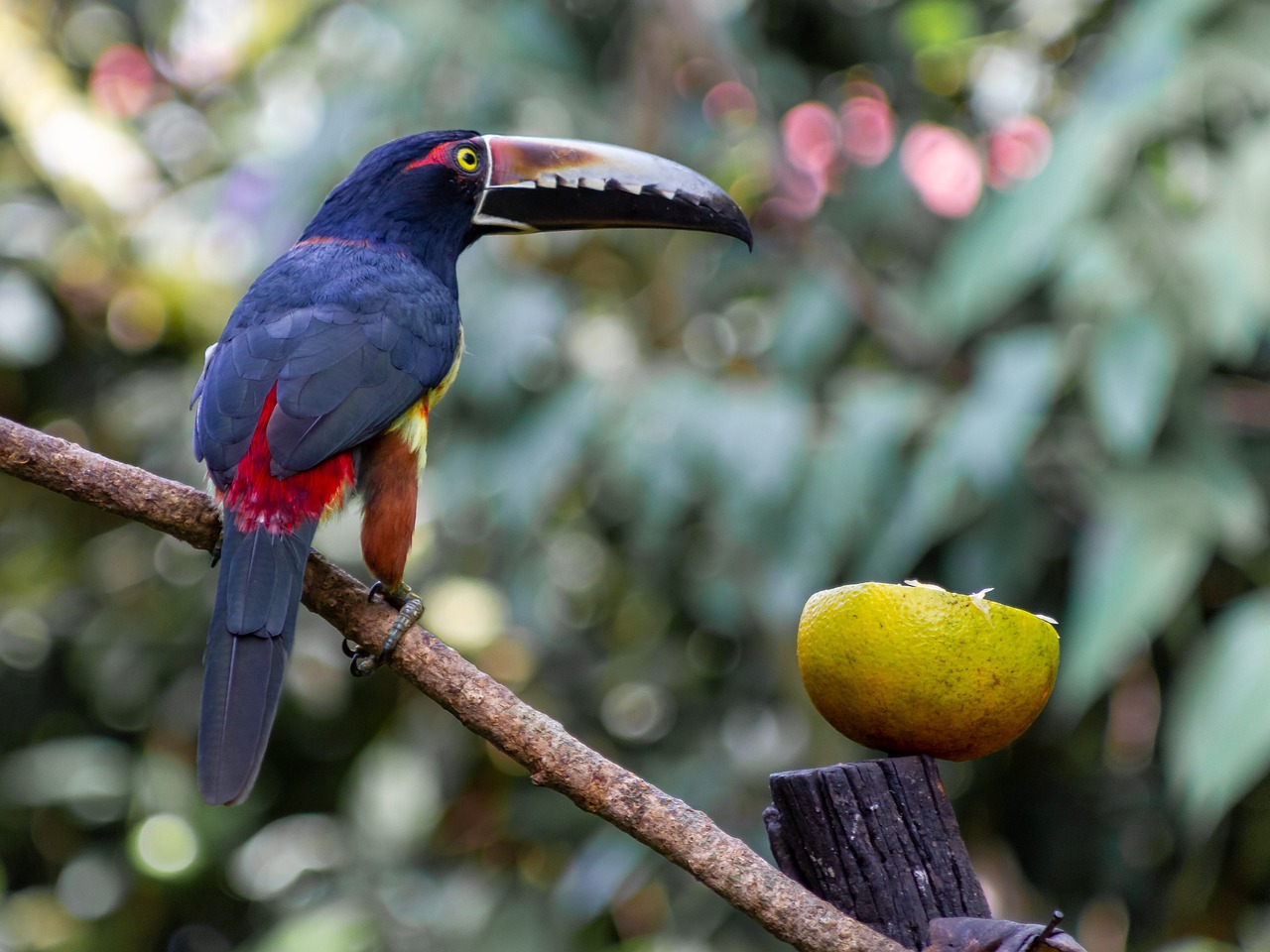 Toucan - free online jigsaw puzzle photo