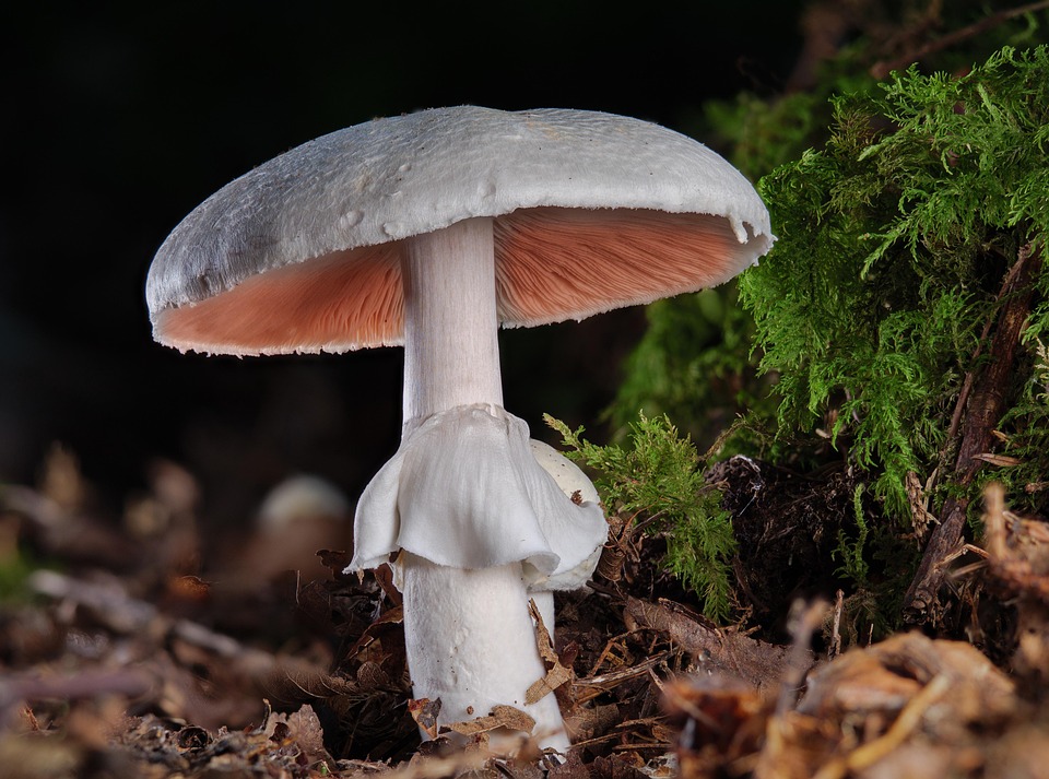 Wunderschone Giftige Pilze Mit Schwamm Bilder Bild