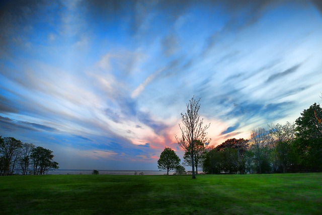 Free Park Trees photo and picture