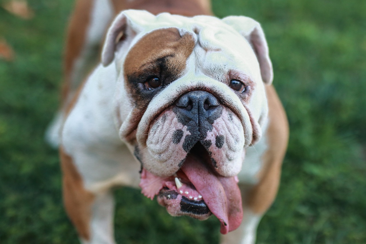 200 Free English Bulldog Bulldog Images Pixabay 200 Free English Bulldog Bulldog Images Pixabay