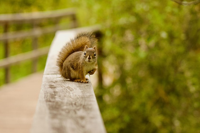 Free Squirrel Wildlife photo and picture