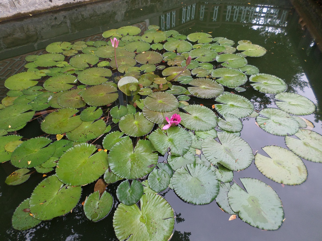 Lotus Leaf Nature Free photo on Pixabay Pixabay