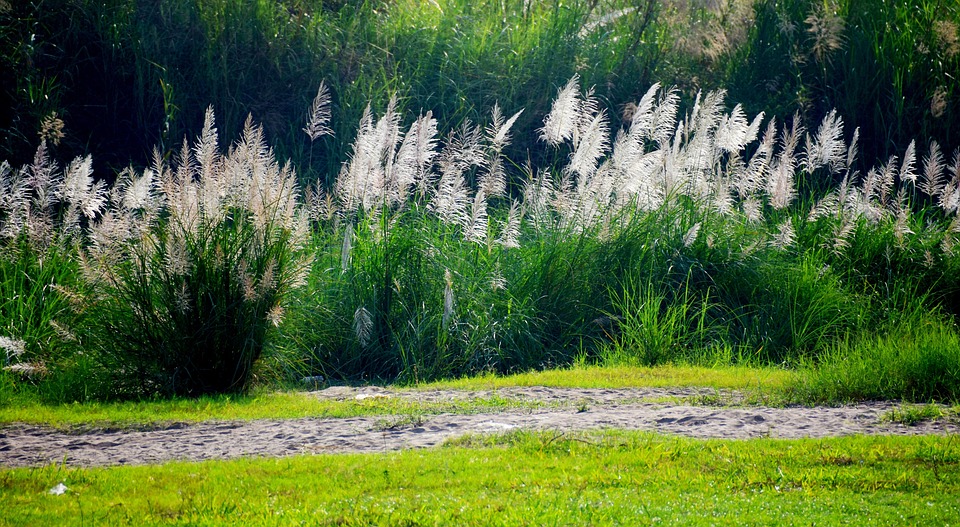 Flower Reeds Bloomnet Flower Reed White Lawn - Free photo on Pixabay - Pixabay