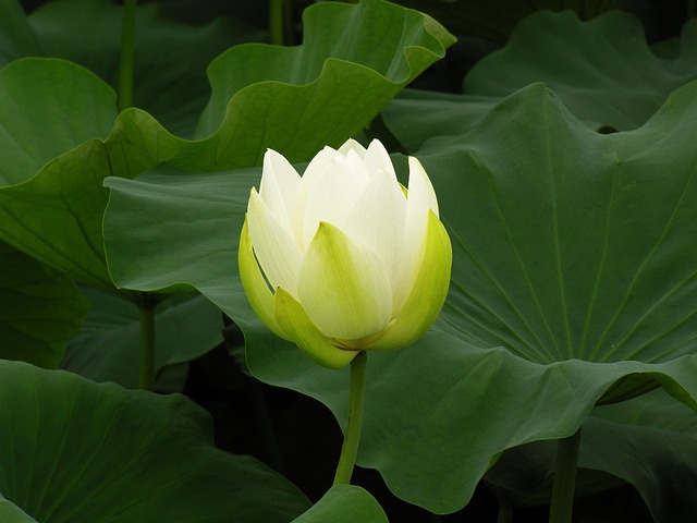 Lotus Blanc Fleur - Photo gratuite sur Pixabay - Pixabay