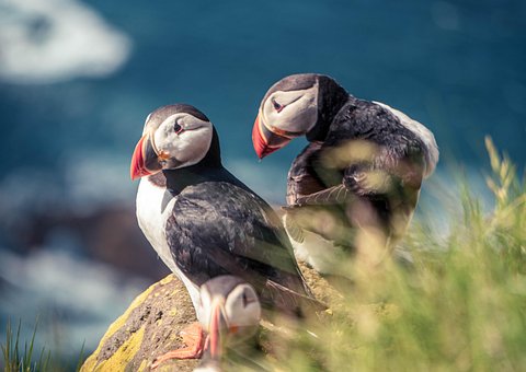 Free Birds Nature photo and picture