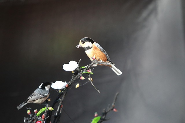 Free New Bird photo and picture