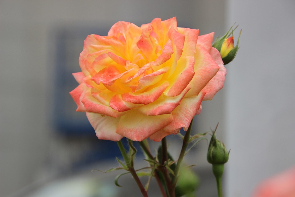 Rose Flower Plant Bicolor - Free photo on Pixabay - Pixabay