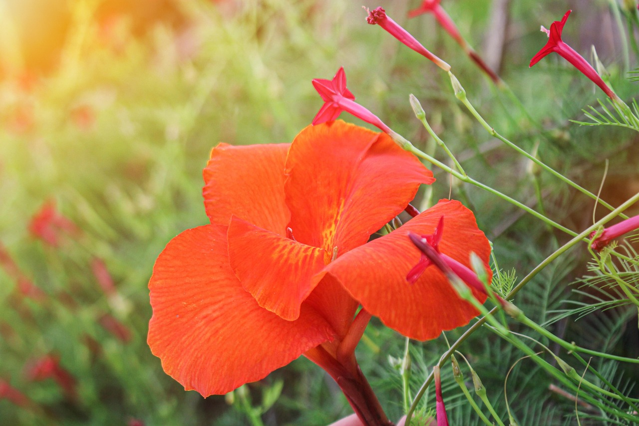 Flower Petals Bloom Free photo on Pixabay Pixabay