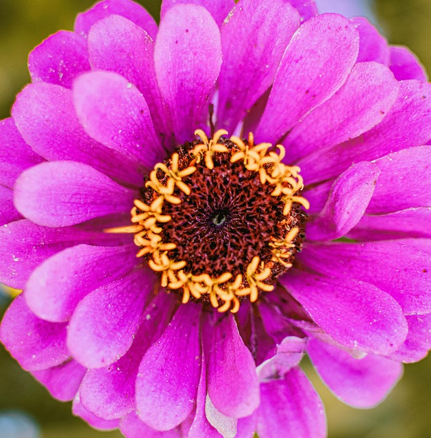 Zínia, Zínia Rosa, Flor, Flor Rosa
