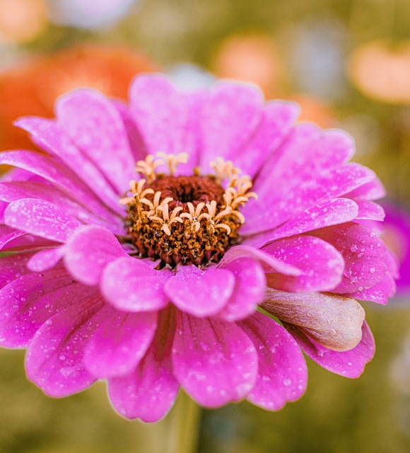 Zínia, Flor, Úmido, Gotas De Orvalho