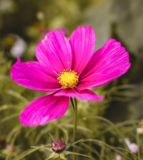 Cosmos, Cosmos Do Jardim, Flor