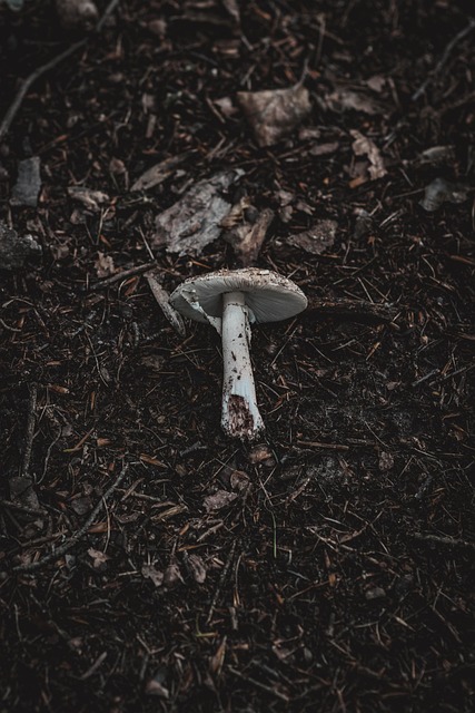Cogumelo, Solo, Floresta, Esponja