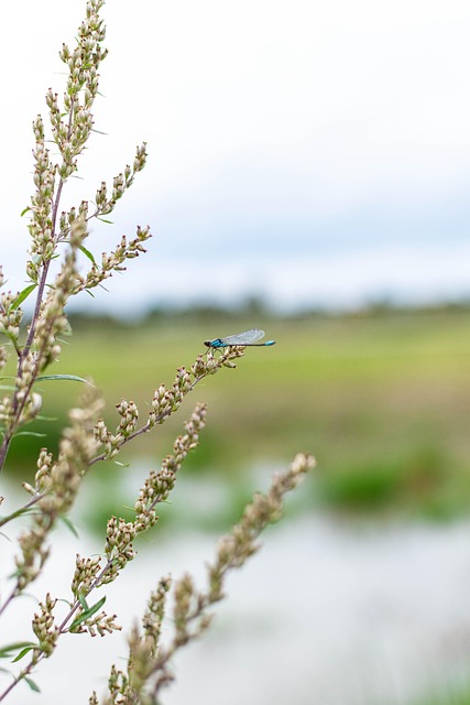 Libélula, Inseto, Natureza, Asa, Planta