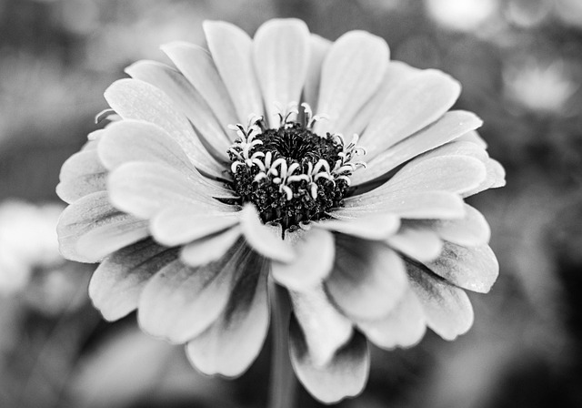 Zínia, Flor, Preto E Branco