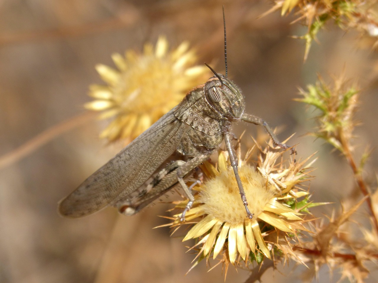 Heath Grasshopper - free online jigsaw puzzle photo