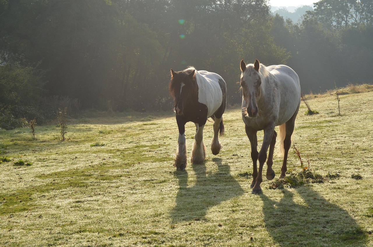 Horses - free online jigsaw puzzle photo