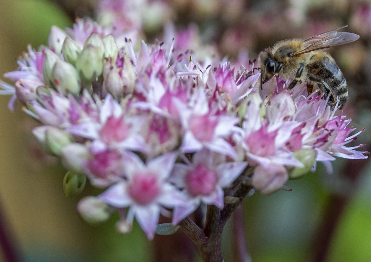 Download free HD stock image of Bee Pollinate Free Bee Pollinate photo and picture