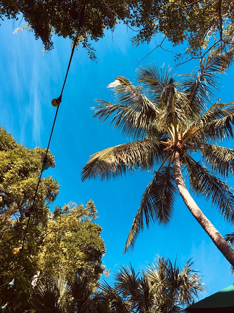 Free Florida Palm Tree photo and picture