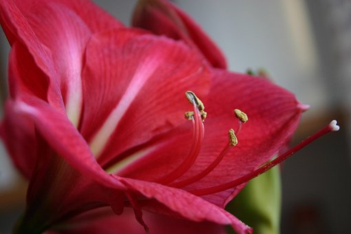 Free Amaryllis Flower photo and picture