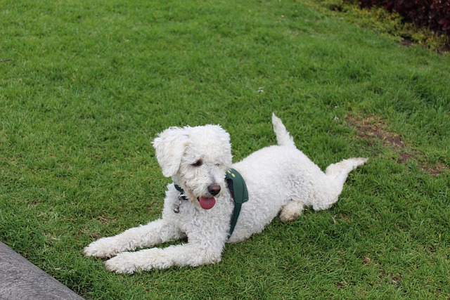 Free Pets Canines photo and picture
