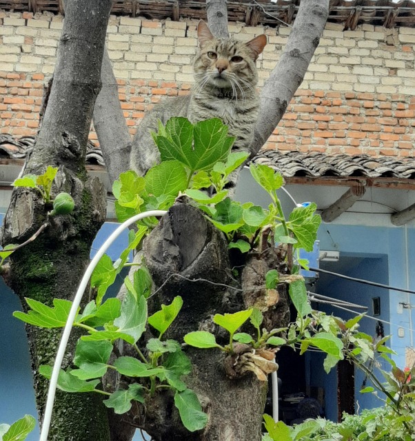 Free Nature Cat photo and picture