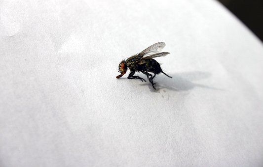 Free Fly Close-Up photo and picture