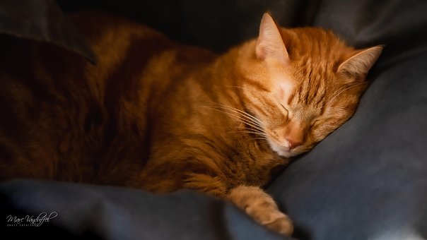 Katze, Schlafen, Süß, Katzenartige