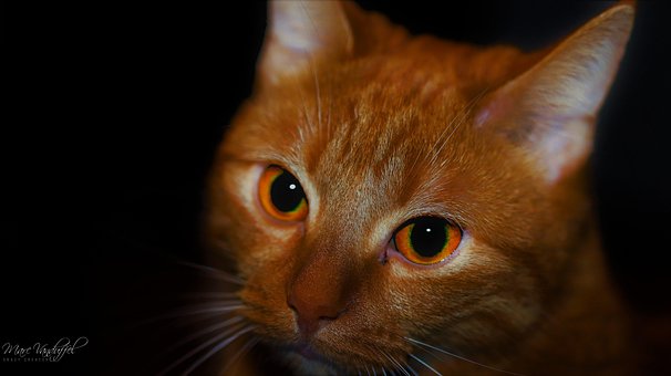 Katze, Augen, Katzenartige, Porträt